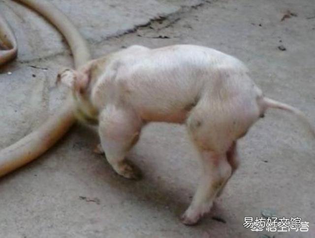 猪关节炎反复怎么办？