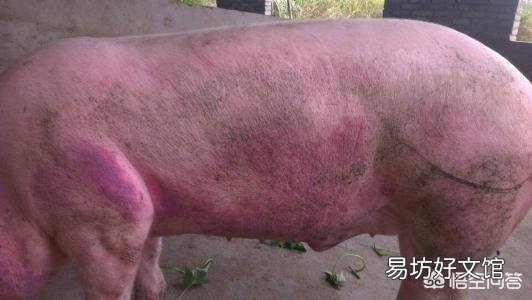 猪眼发红,尿黄红,不吃食怎么办?