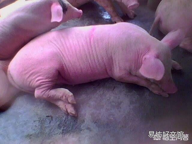 猪眼发红,尿黄红,不吃食怎么办?