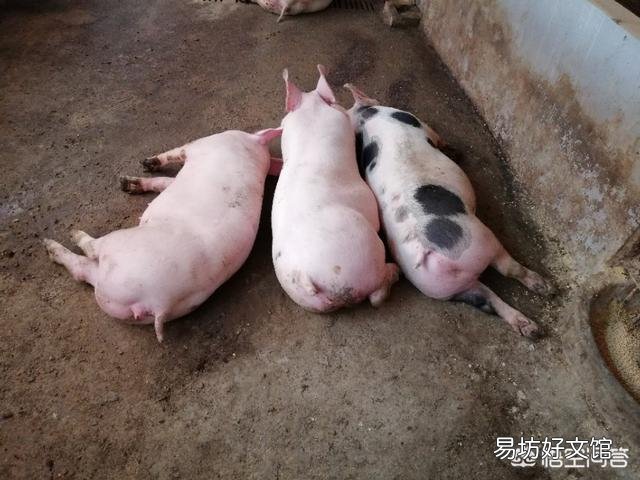 猪眼发红,尿黄红,不吃食怎么办?