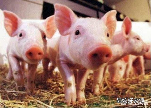 猪场如何控制成本从而提升效益?