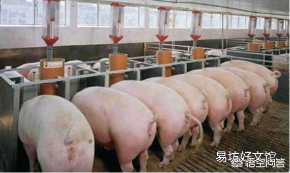 猪场如何控制成本从而提升效益?