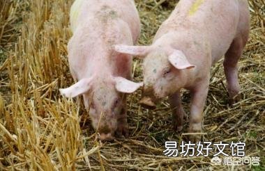 为什么猪会出现呕吐现象?该怎么处理?
