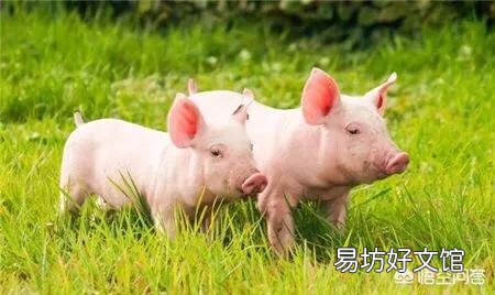 为什么猪会出现呕吐现象?该怎么处理?