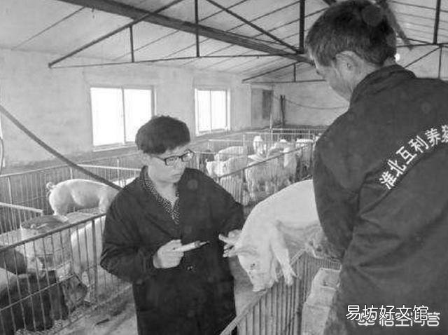 养猪时支原体疫苗同圆环疫苗一起做怎么样?