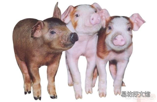 养猪时支原体疫苗同圆环疫苗一起做怎么样?