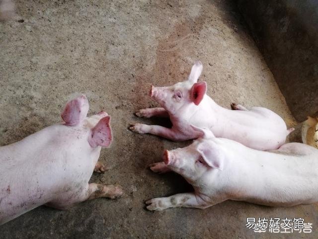 为什么要憔猪？
