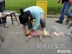 为什么要憔猪？