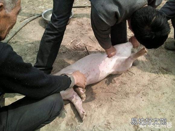 为什么要憔猪？