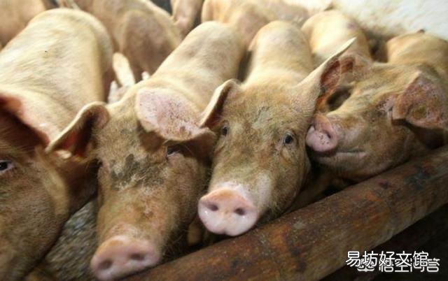 为什么要憔猪？