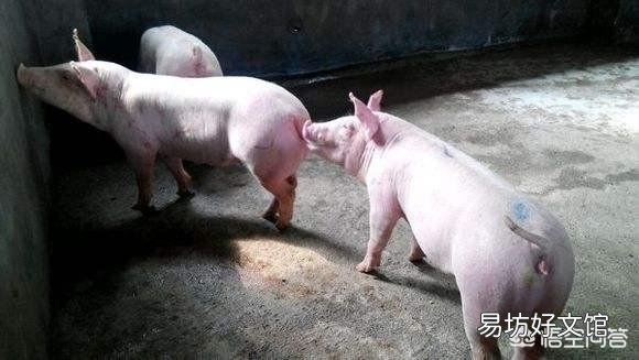 为什么要憔猪？