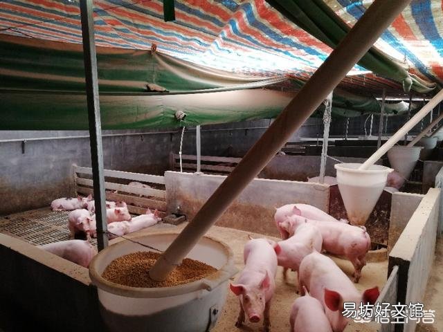 应该给猪喂干粉料、湿拌料还是颗粒料?