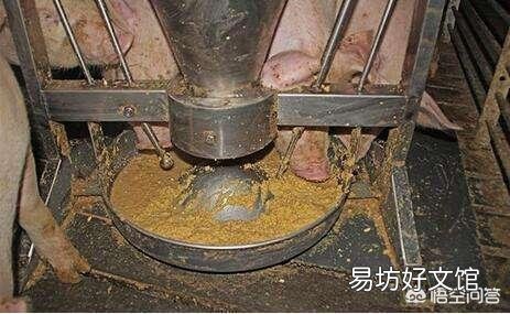 应该给猪喂干粉料、湿拌料还是颗粒料?