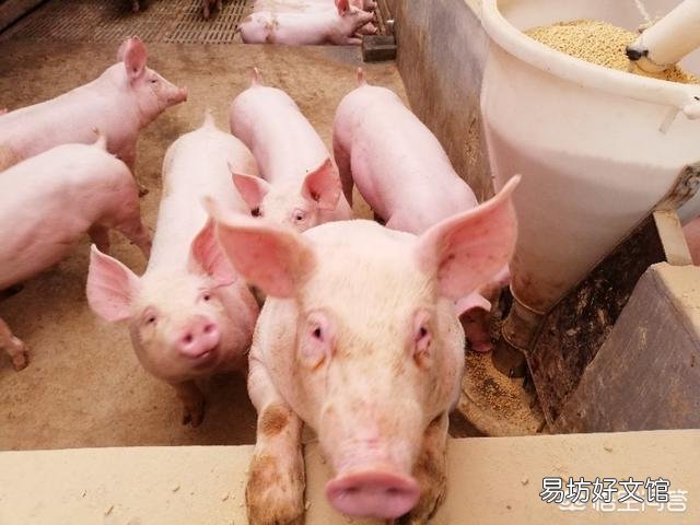 应该给猪喂干粉料、湿拌料还是颗粒料?