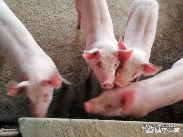 应该给猪喂干粉料、湿拌料还是颗粒料?