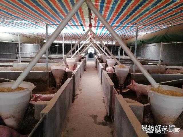 猪场要怎么实现良好的散热和保温?