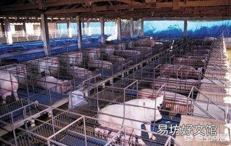 猪场要怎么实现良好的散热和保温?
