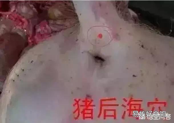 给猪打针最好的部位是哪里?