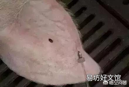 给猪打针最好的部位是哪里?