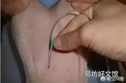 给猪打针最好的部位是哪里?