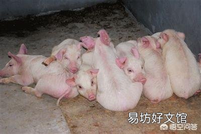 猪呼吸道疾病反复难治是怎么回事?
