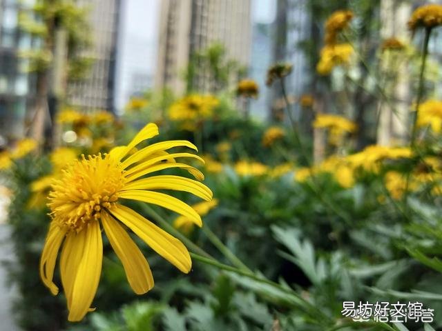 母猪产后十二天了,突然不进食怎么办?