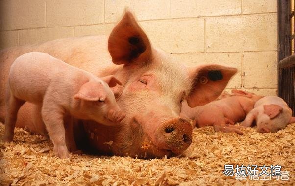 母猪产后十二天了,突然不进食怎么办?