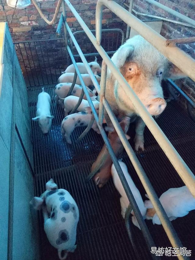 母猪产后十二天了,突然不进食怎么办?