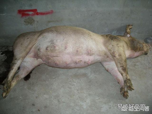 一百斤的猪突然死亡，腹胀！眼球都快爆出来，请问什么病？