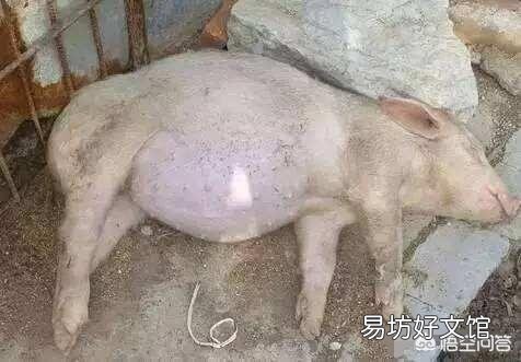 一百斤的猪突然死亡，腹胀！眼球都快爆出来，请问什么病？