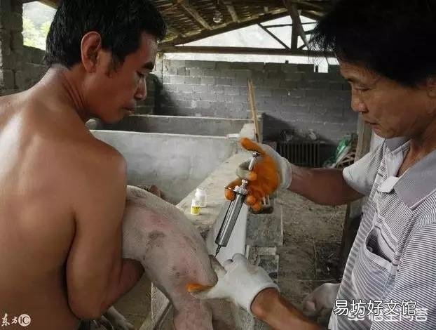 猪场内,用药物稀释猪瘟苗,养猪人认为效果会更好吗?