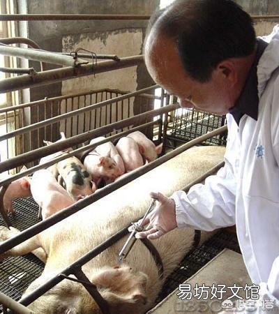 猪场内,用药物稀释猪瘟苗,养猪人认为效果会更好吗?