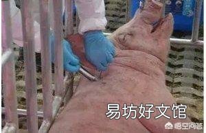 猪场内,用药物稀释猪瘟苗,养猪人认为效果会更好吗?