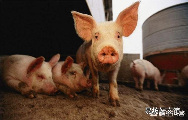 经产母猪在什么时间接种伪狂犬疫苗好？