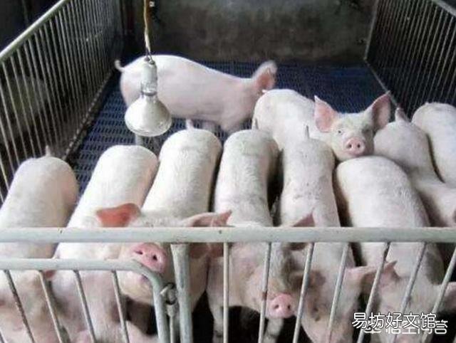 经产母猪在什么时间接种伪狂犬疫苗好？