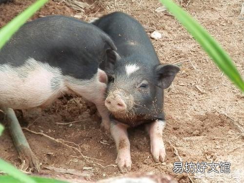 猪为什么喜欢拱土？