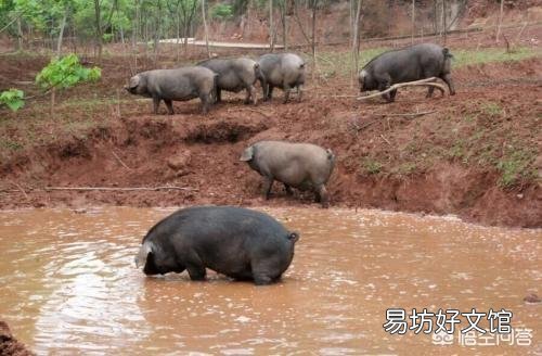 猪为什么喜欢拱土？
