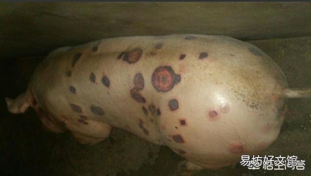猪身上有烂斑、发烧、拉稀，是什么病？
