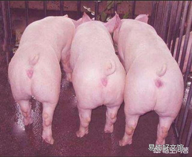 猪身上有烂斑、发烧、拉稀，是什么病？