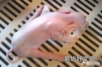 刚出生一天的仔猪逐渐的不吃奶，并逐渐进入昏迷状态，是什么病？