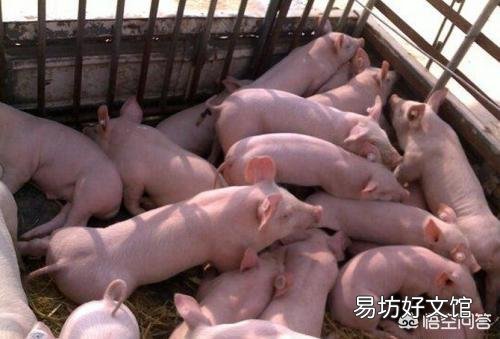 断奶仔猪腹泻该怎么治?
