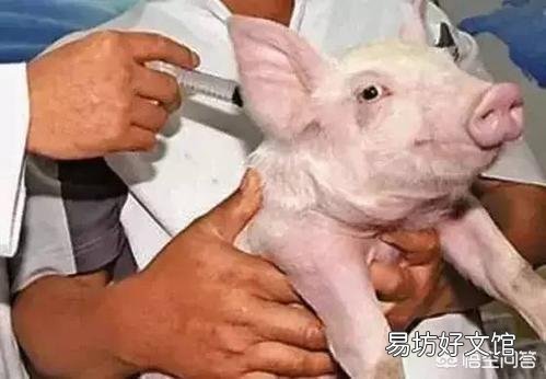 断奶仔猪腹泻该怎么治?