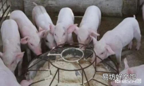 断奶仔猪腹泻该怎么治?
