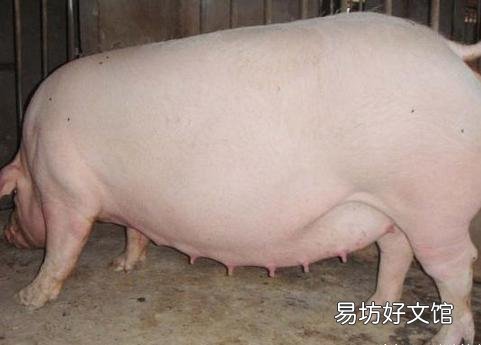 母猪产前三天不吃料,产后也不吃,体温正常,这是怎么回事?