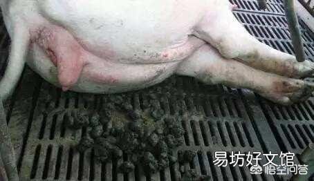 母猪产前三天不吃料,产后也不吃,体温正常,这是怎么回事?