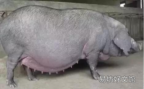 母猪产前三天不吃料,产后也不吃,体温正常,这是怎么回事?