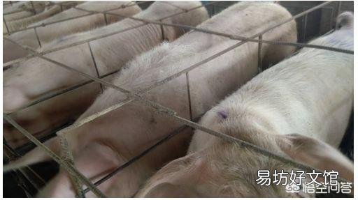 母猪产前三天不吃料,产后也不吃,体温正常,这是怎么回事?