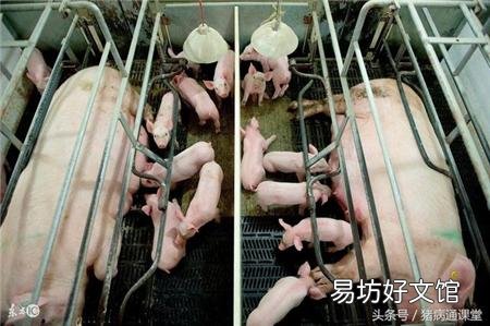 母猪产前三天不吃料,产后也不吃,体温正常,这是怎么回事?