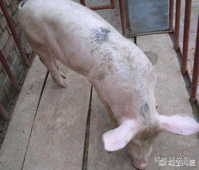 畜禽机体的免疫力是越强越好吗,为什么?