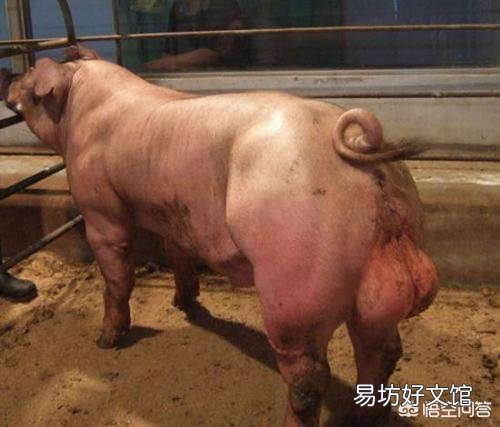 畜禽机体的免疫力是越强越好吗,为什么?